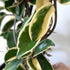 Hoya carnosa ‘Krimson Queen’ - 18cm pot on totem